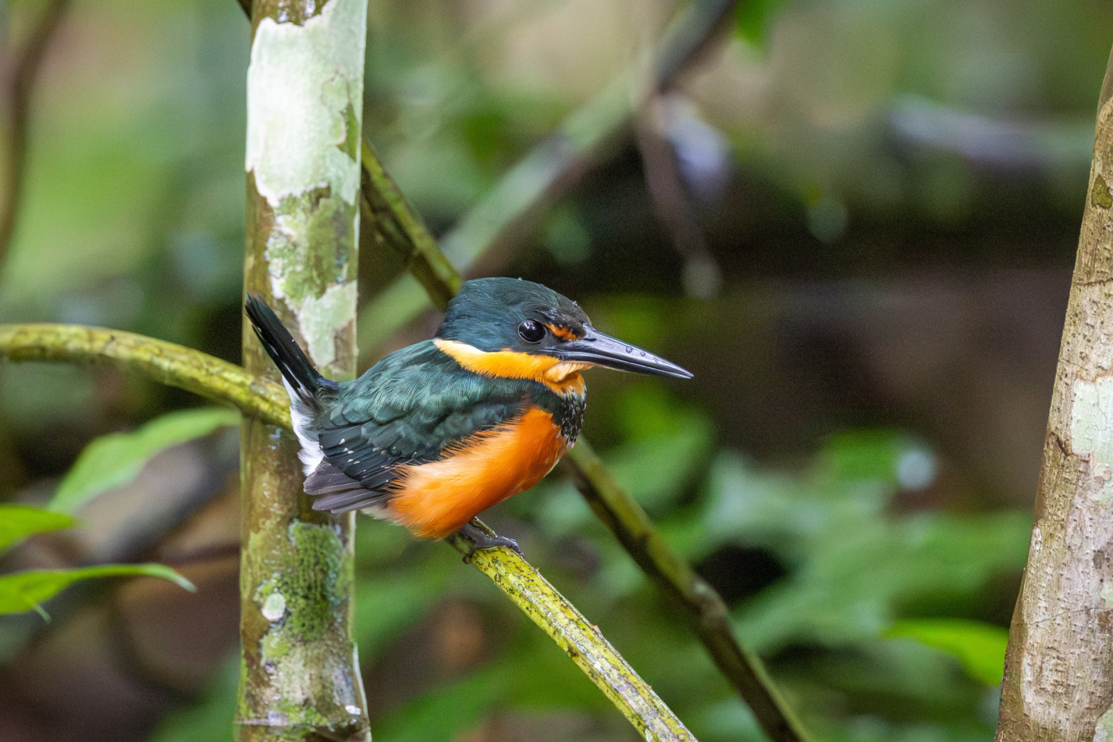 image American Pygmy Kingfisher